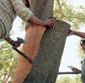 Harvesting cork in Portugal Harvesting cork in Portugal