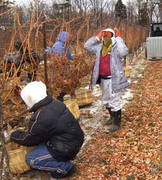 icewine
