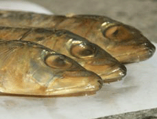 pilchards