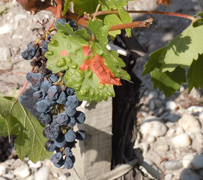 Dried-out grapes, Bordeaux Dried-out grapes, Bordeaux