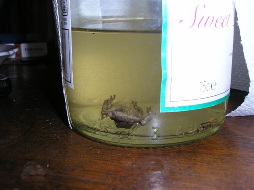 Asda frog in a wine bottle Asda frog in a wine bottle