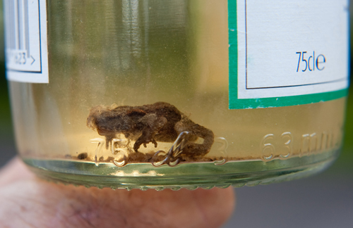 Asda frog in a wine bottle