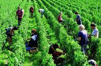 Bordeaux harvest
