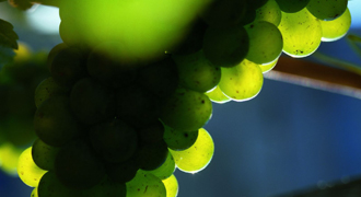 English wine