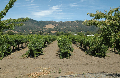 russian river valley russian river valley