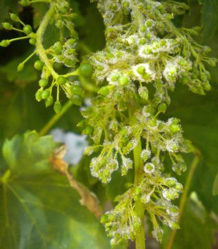 downy mildew
