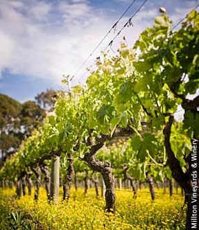 New Zealand organic New Zealand organic