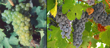 grapes