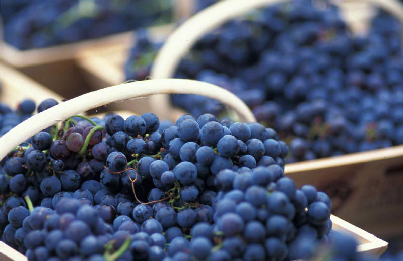 Bordeaux Harvest
