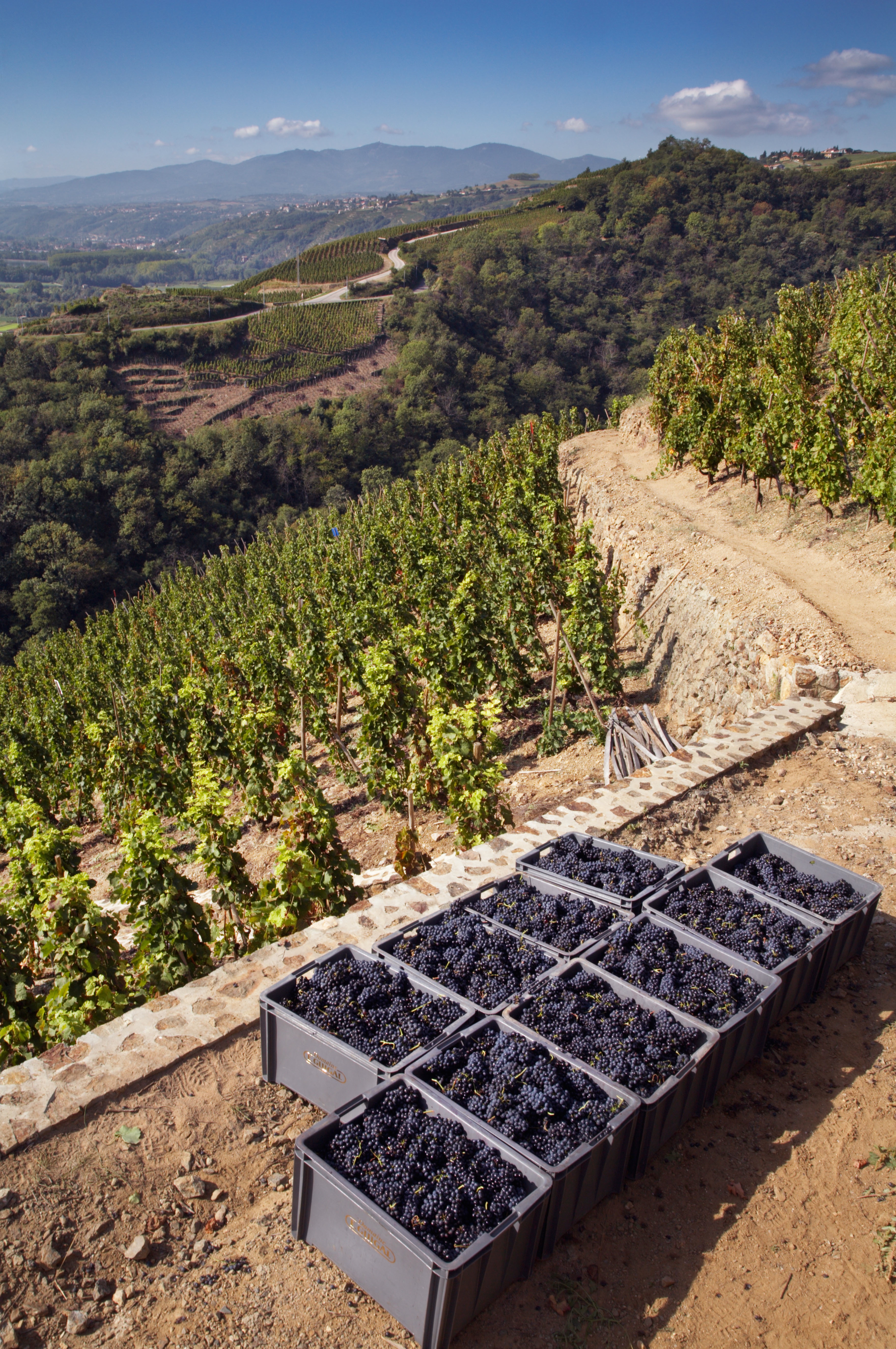 Syrah Grapes