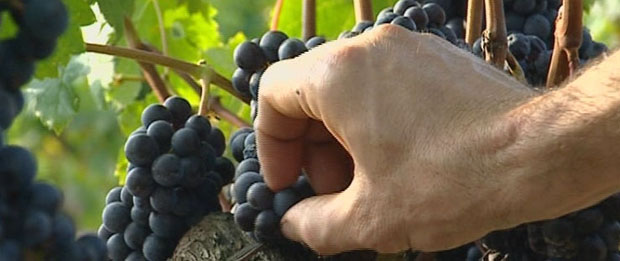 Merlot alcohol level too high