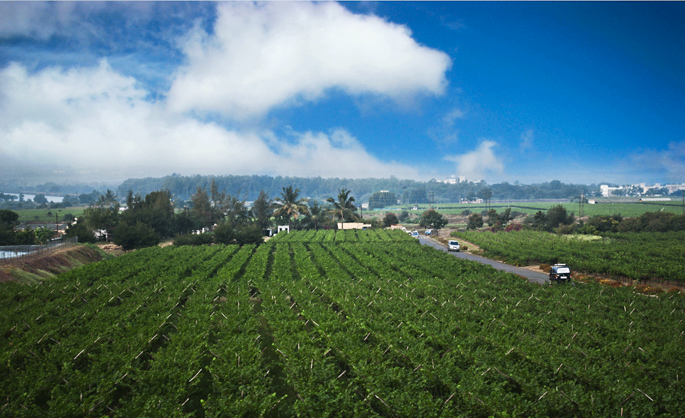 India vineyards India vineyards