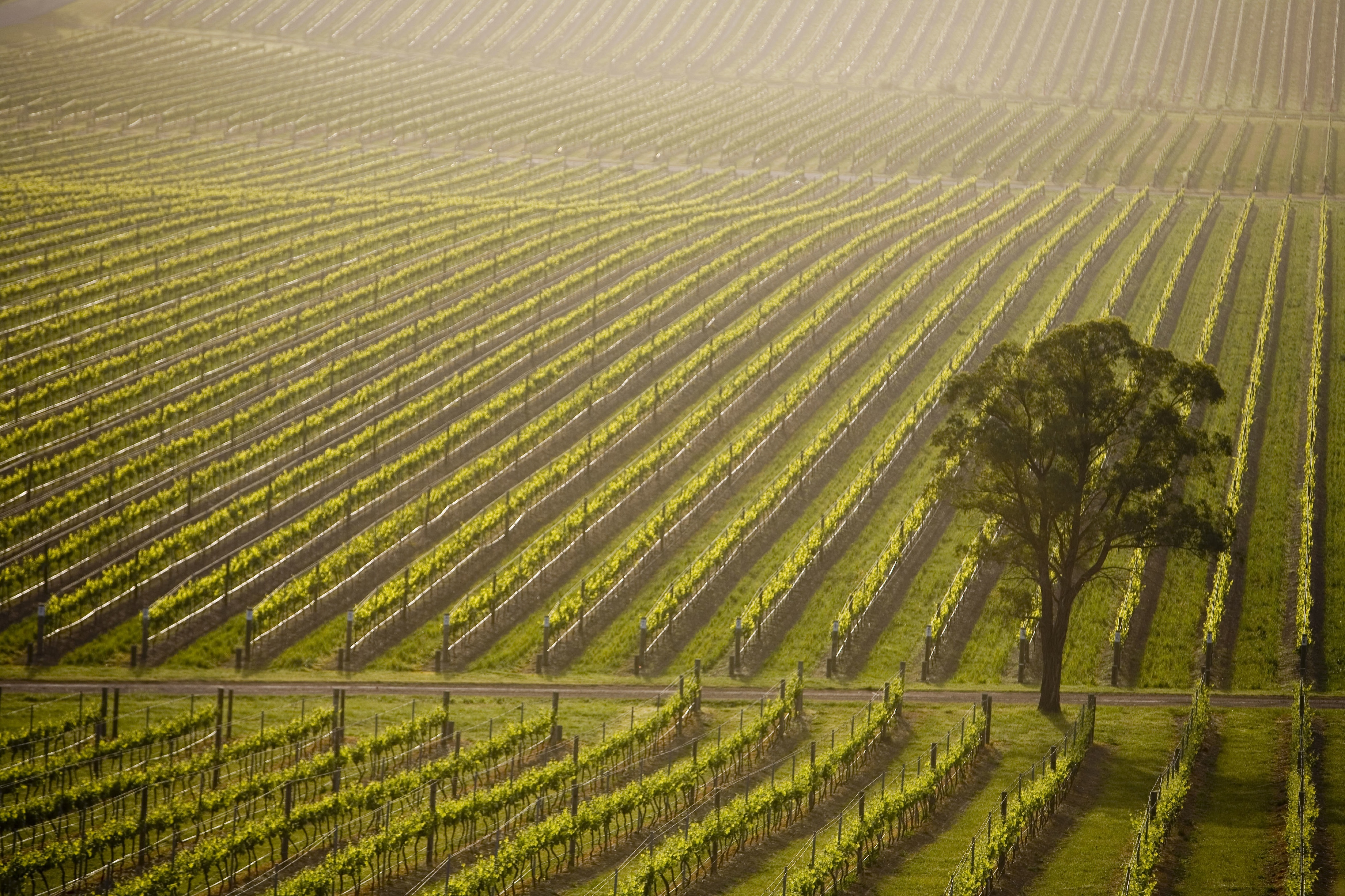 Vineyard