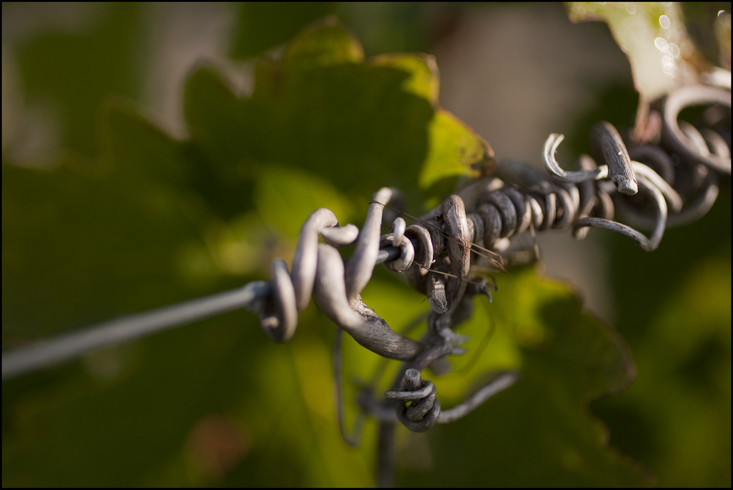 Bordeaux 2010 Brane Cantenac