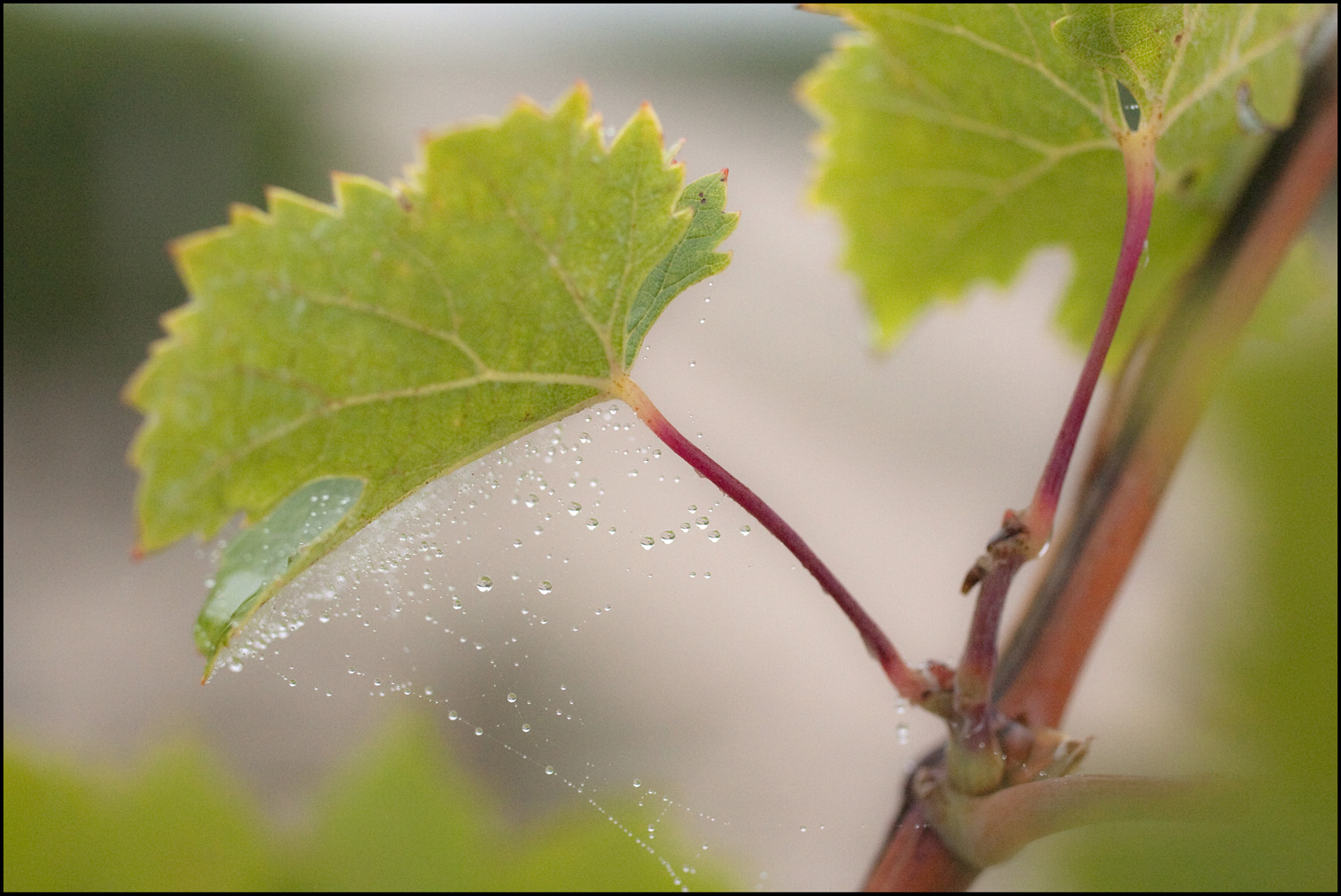 Bordeaux 2010 Brane Cantenac