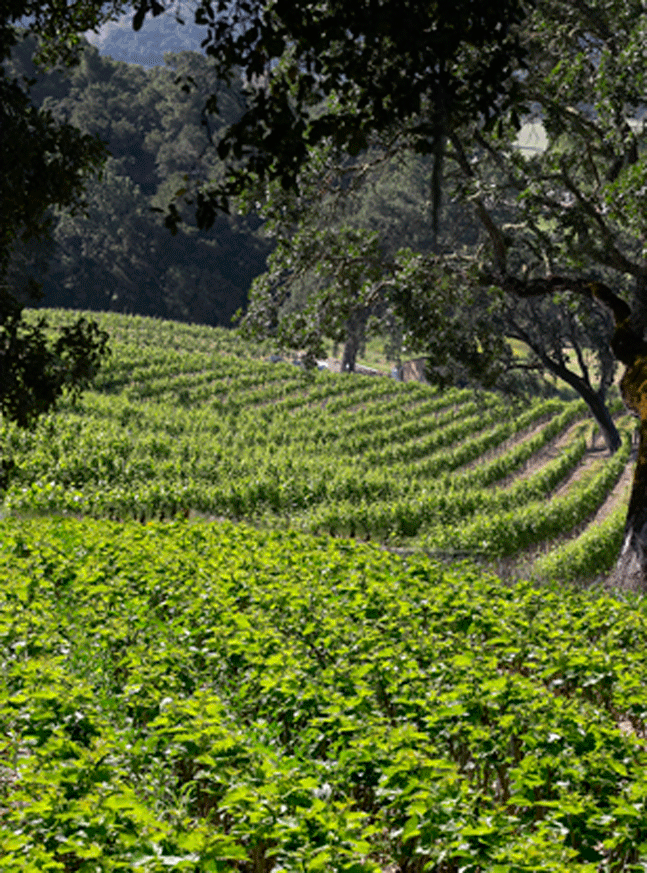 Paso Robles