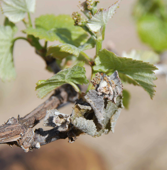 Frost damage on Pinot Noir vine Frost damage on Pinot Noir vine