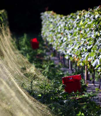 Camel Valley winery, Cornwall