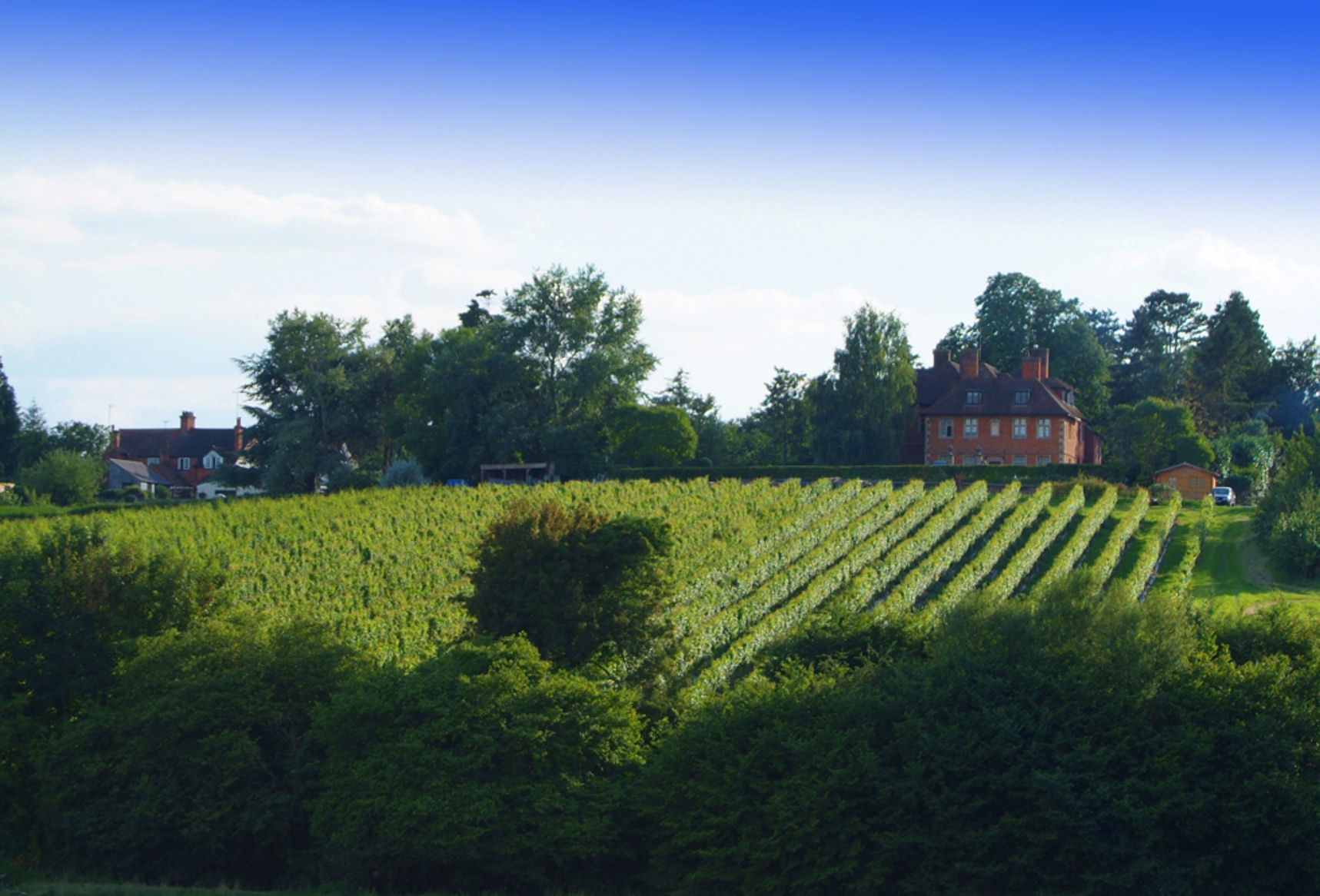 A?Beckett?s Vineyard, Wiltshire