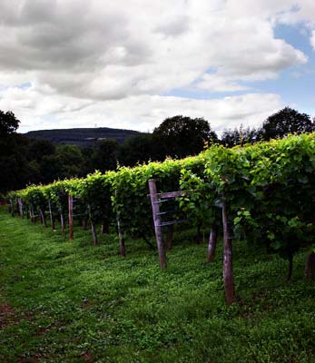 Camel Valley winery, Cornwall