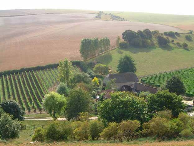 Breaky Bottom Vineyard, Sussex