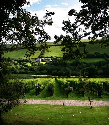 Camel Valley winery, Cornwall