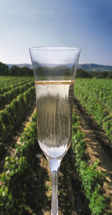 Ridgeview estate winery, Sussex