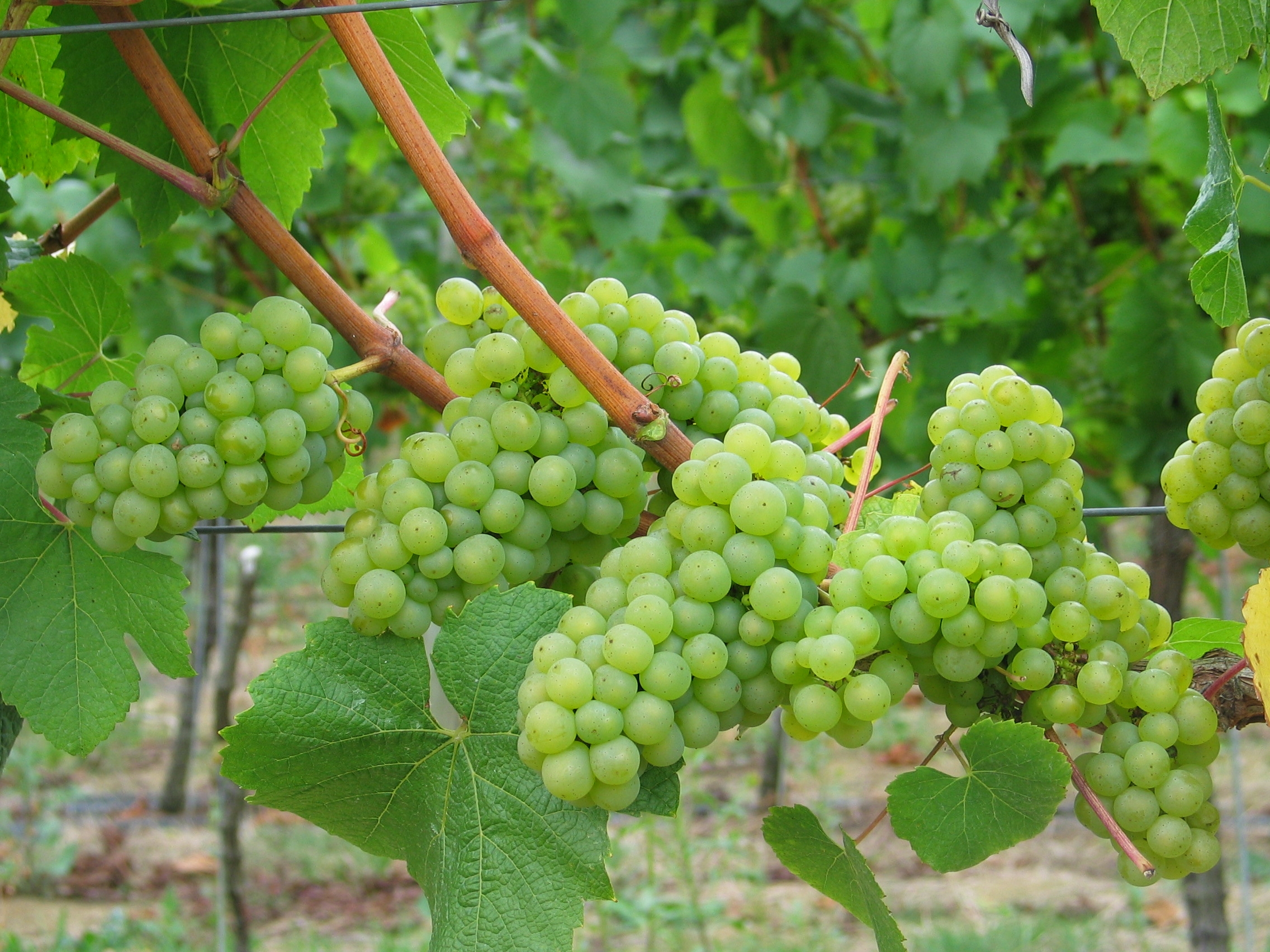 Ridgeview Wineries, Sussex