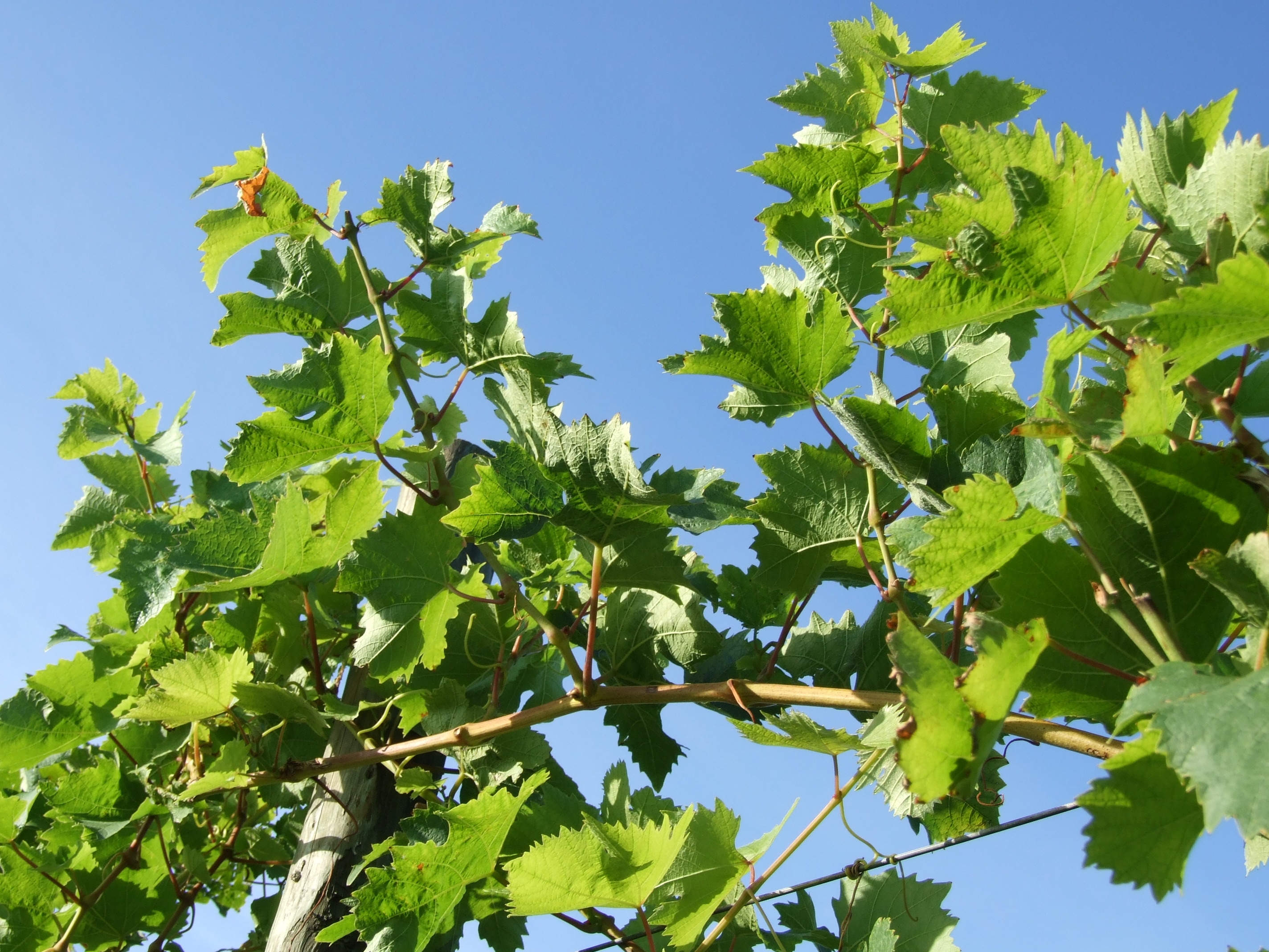 Vines at Warden Abbey Vineyard, Bedfordshire