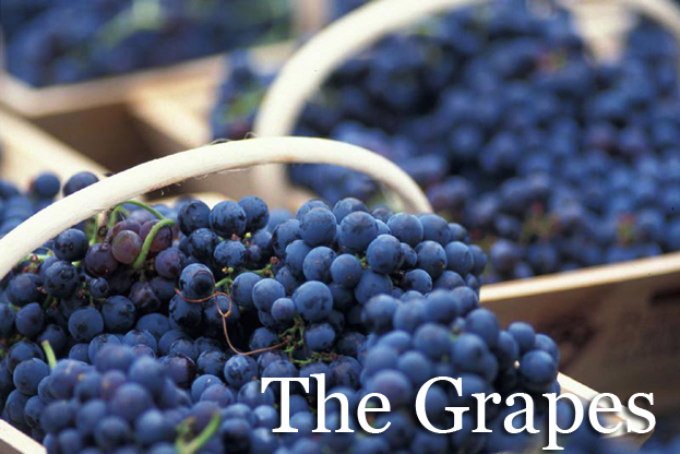 Winemaking