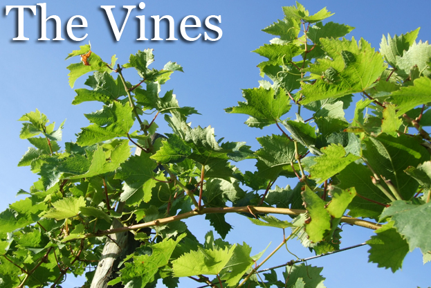 Winemaking