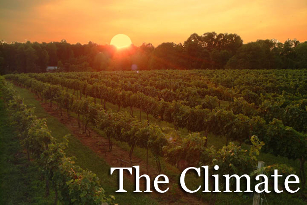 Winemaking