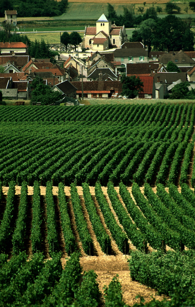 Champagne 2011 harvest