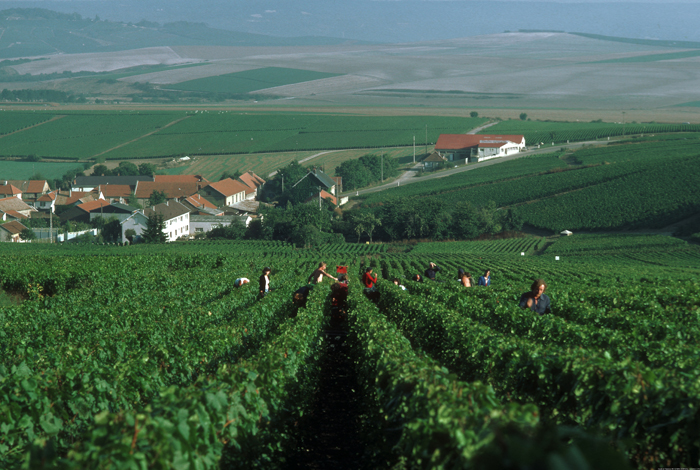 Champagne 2011 harvest Champagne 2011 harvest