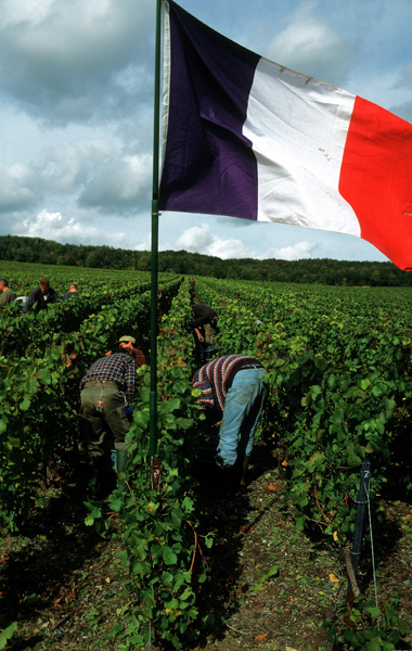 Champagne 2011 harvest