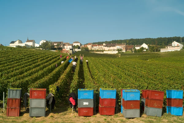 Champagne 2011 harvest Champagne 2011 harvest