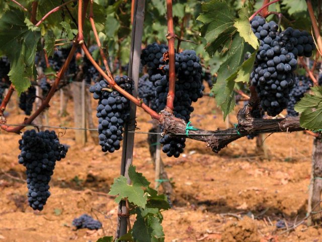 Sangiovese Sangiovese