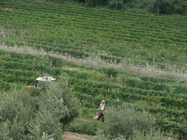 Montalcino 
