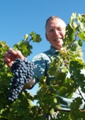 vine