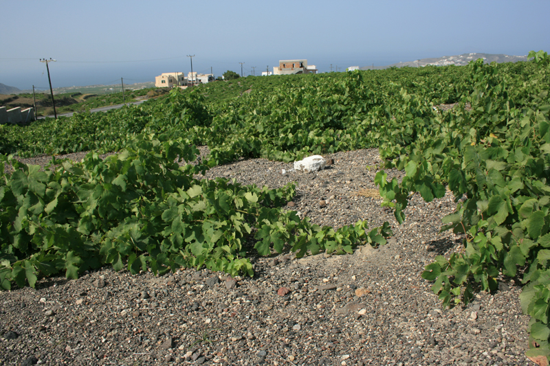 Vines in volcanic debris