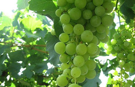 Torrontes