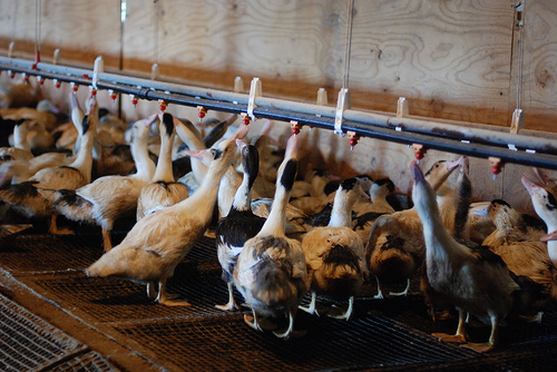 foie gras geese