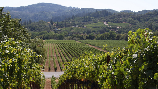 vineyard, france, 