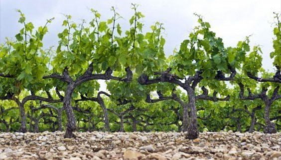 Terroir