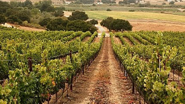 wine, vineyard, biodynamic