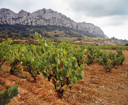 joy of terroir, terroir, 