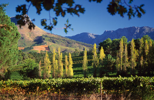 joy of terroir, terroir, 