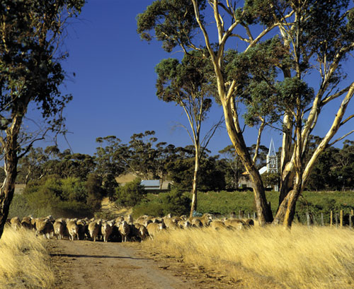 joy of terroir, terroir, 