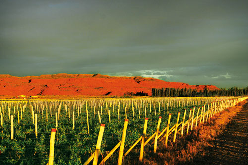 joy of terroir, terroir, 