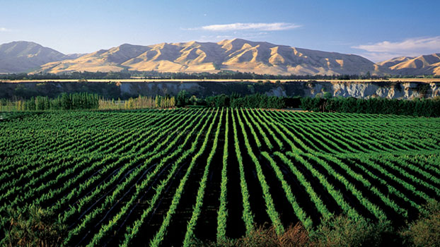 NZ